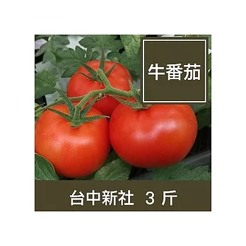 台中新社【牛番茄】3斤