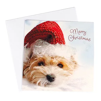 可愛的狗狗聖誕帽 耶誕盒卡10入【Hallmark-卡片 聖誕節系列】