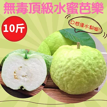 果肉細膩,像水梨般口感!【樂品食尚】果肉細膩、甜帶點微酸!無毒頂級水蜜芭樂10斤(免運組)