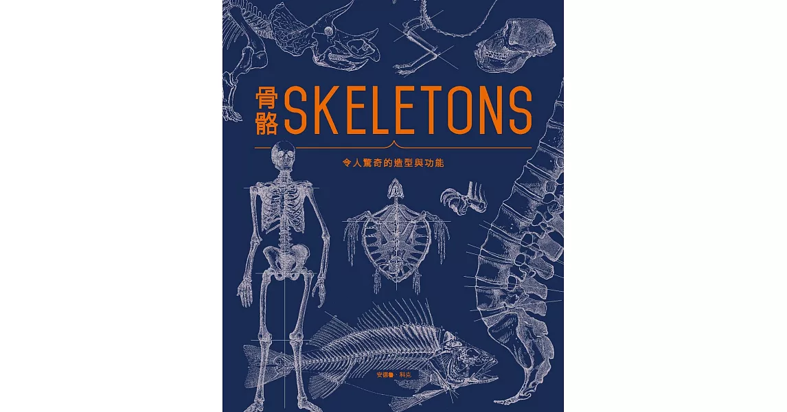 骨骼SKELETONS：令人驚奇的造型與功能 | 拾書所