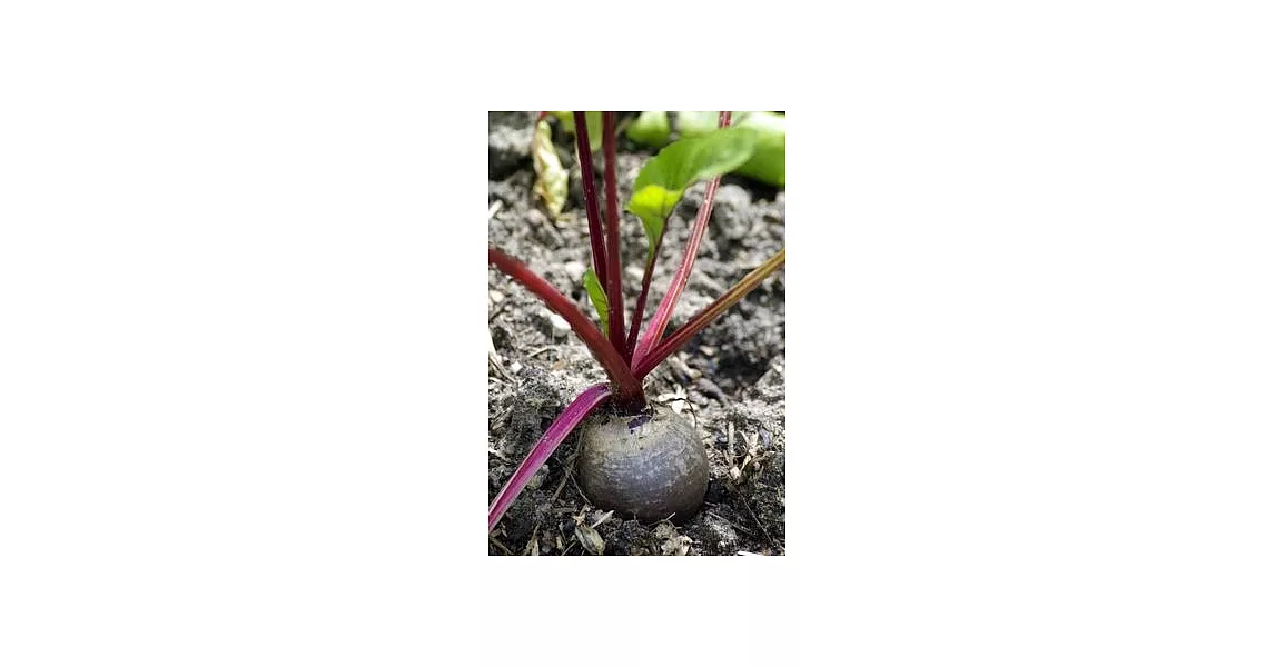 Beetroot in the Garden Journal: 150 Page Lined Notebook/Diary | 拾書所