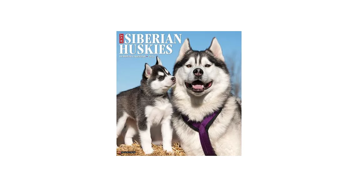 Just Siberian Huskies 2024 12 X 12 Wall Calendar | 拾書所