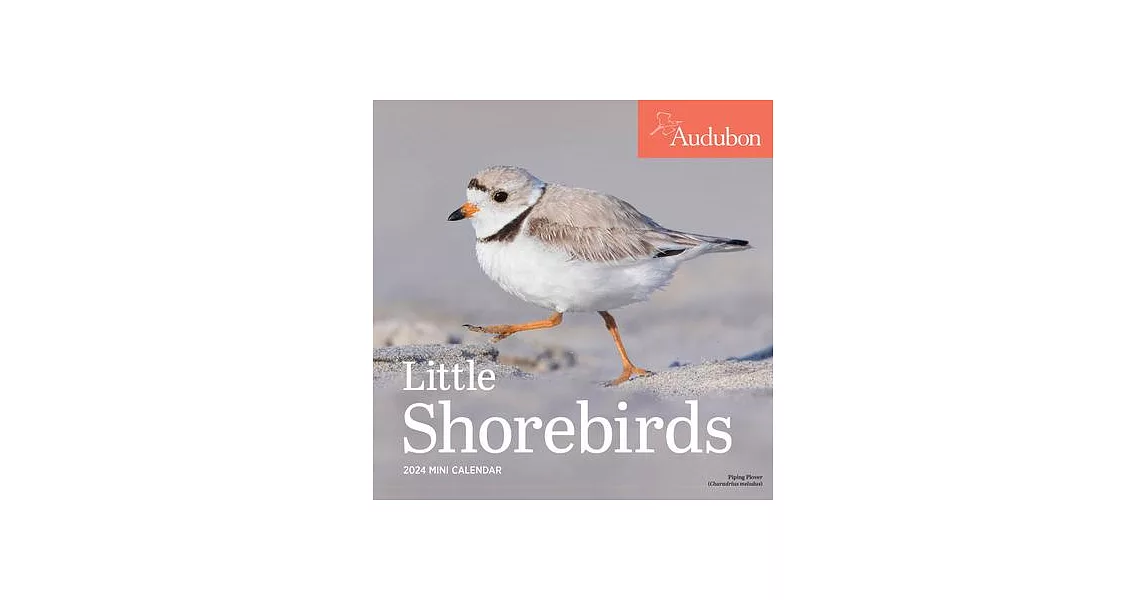 Audubon Little Shorebirds Mini Wall Calendar 2024 | 拾書所