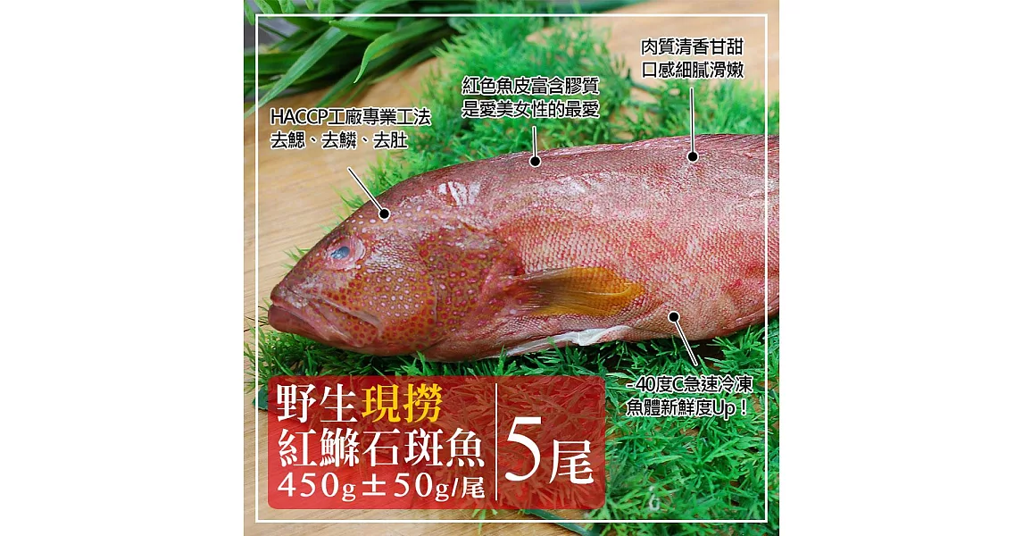 【優鮮配】峇里島海底紅金-野生紅鰷石斑魚X5條(450±50G/條)超值免運組