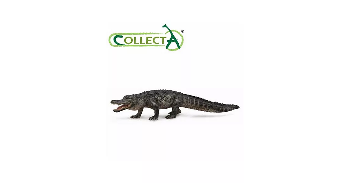 【CollectA】海洋系列 - 美國短吻鱷