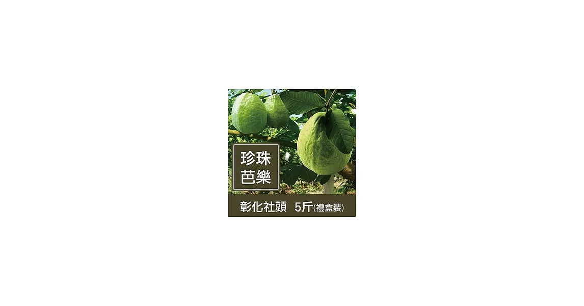 一籃子彰化社頭【珍珠芭樂】5斤禮盒裝