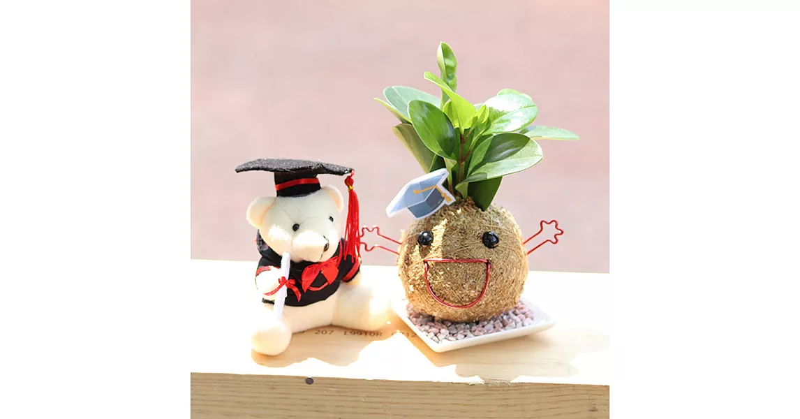 【迎光】熊麻吉微笑苔球組-圓葉椒草