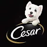 Cesar 西莎