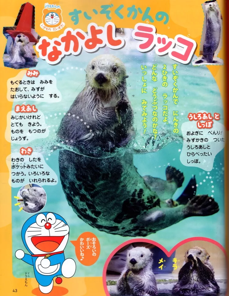 可愛海獺