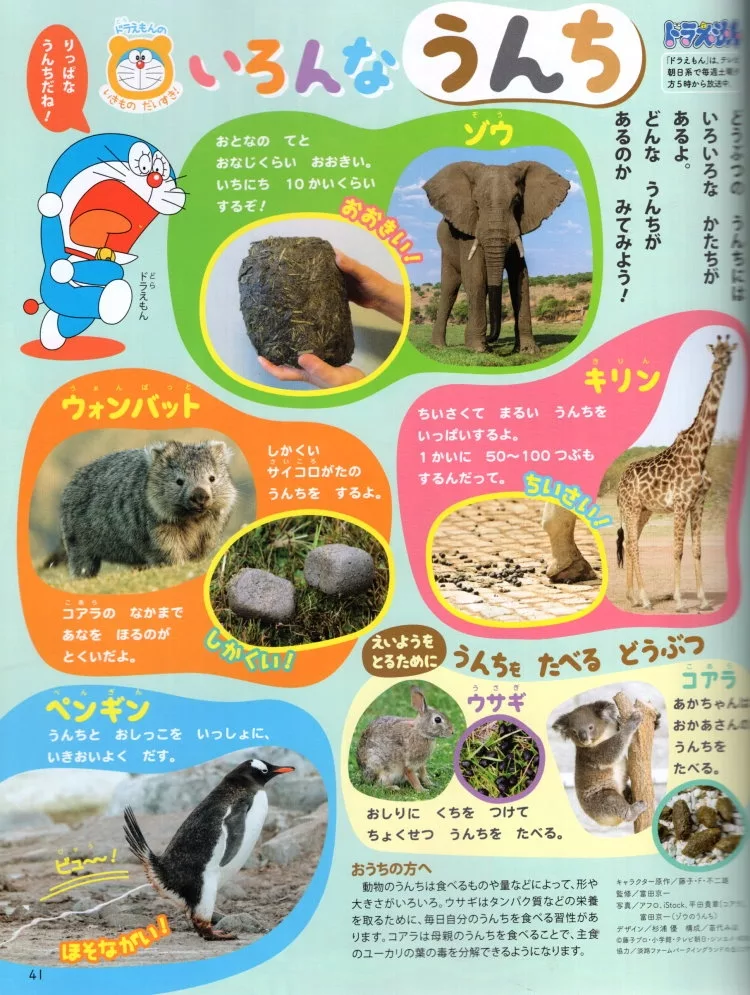一起來認識動物的糞便