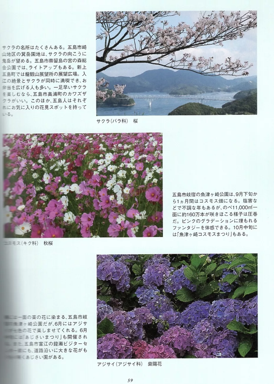 五島的美麗花卉景緻