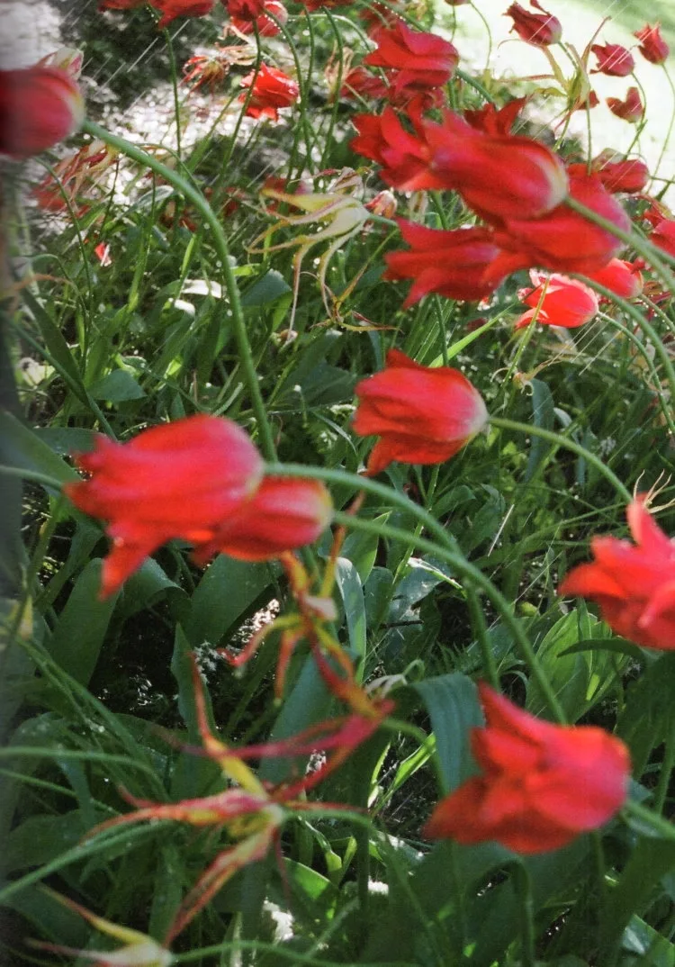 甦醒的北國之春