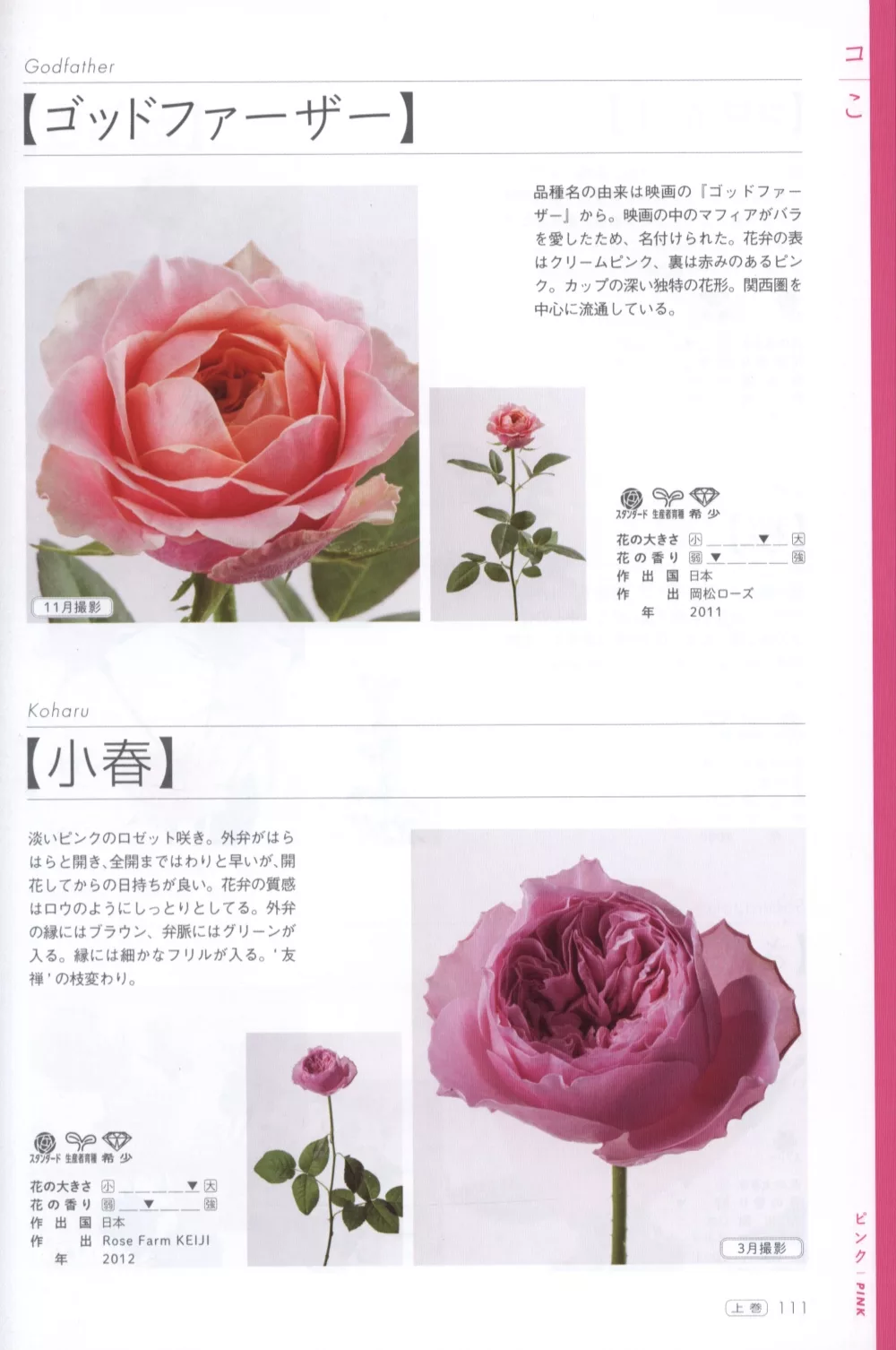 博客來 玫瑰薔薇圖鑑1000 上卷 526品種