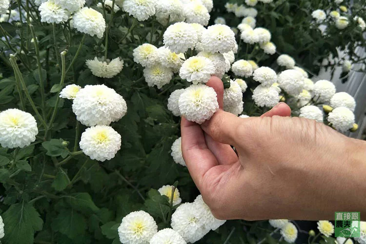 博客來 直接跟農夫買 本土安心白杭菊 菊花茶