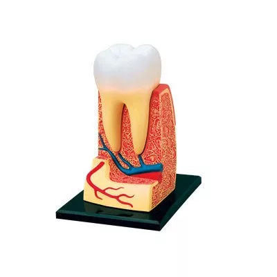 【4D MASTER】立體拼組模型人體解剖教學系列-牙齒 26061