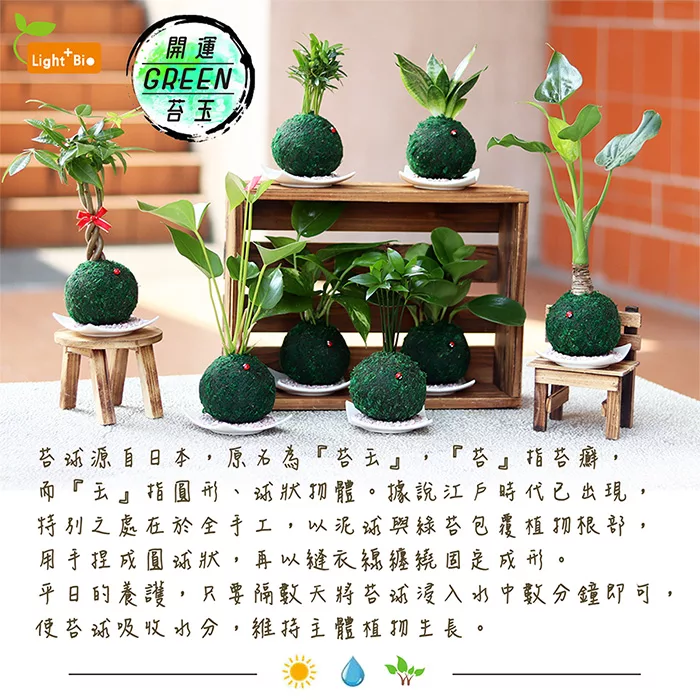 博客來 迎光 開運綠苔玉 圓葉椒草