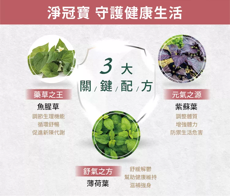 博客來 Spotless 植靠淨淨冠寶茶包16入x6盒組 魚腥草紫蘇薄荷茶 非常時期清潤防護 無咖啡因補氣茶