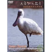 大自然的旅者-黑面琵鷺的度冬與繁殖(DVD)