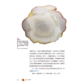 博客來 探索古生物的祕密 我也能變成化石嗎 博客來 探索古生物的祕密 我也能變成化石嗎