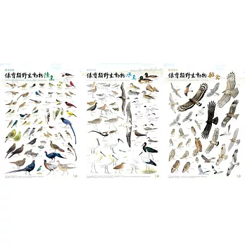 臺灣地區保育類野生動物圖鑑海報：鳥類篇(3張1套)