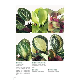 博客來 觀葉植物圖鑑 500種風格綠植栽培指南 博客來 觀葉植物圖鑑 500種風格綠植栽培指南