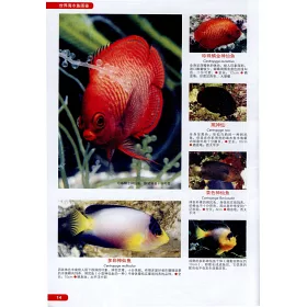 博客來 世界海水魚圖鑒 600種海水魚飼養與鑒賞圖典 博客來 世界海水魚圖鑒 600種海水魚飼養與鑒賞圖典