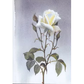 博客來 玫瑰 黃有維的水彩玫瑰課 精華版 博客來 玫瑰 黃有維的水彩玫瑰課 精華版