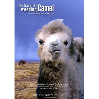 駱駝駱駝不要哭 DVD