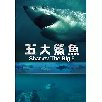 五大鯊魚 (DVD)