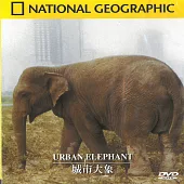 國家地理頻道(120) 城市大象 DVD