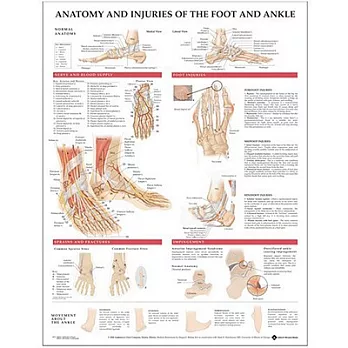 Anatomy And Injuries Of The Foot And Ankle: (laminated)