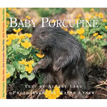 Baby porcupine