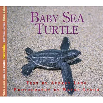 Baby sea turtle /