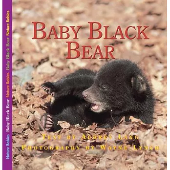 Baby black bear /