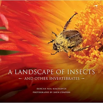 A Landscape of Insects: And Other Invertebrates