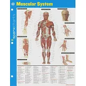 Sparkcharts Muscular System