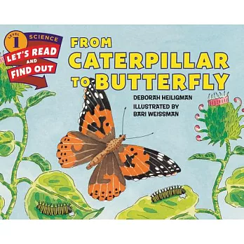 From caterpillar to butterfly /