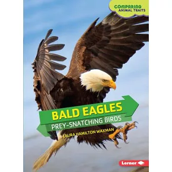Bald Eagles: Prey-Snatching Birds