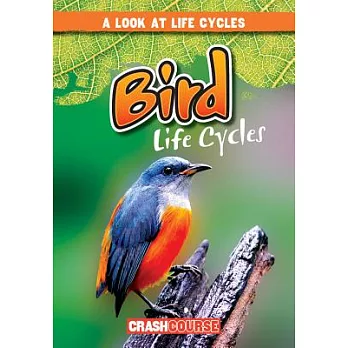 Bird life cycles /