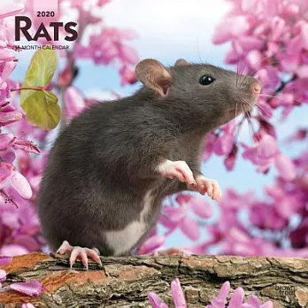 Rats 2020 Calendar