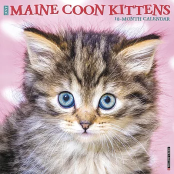 Maine Coon Kittens 2020 Calendar