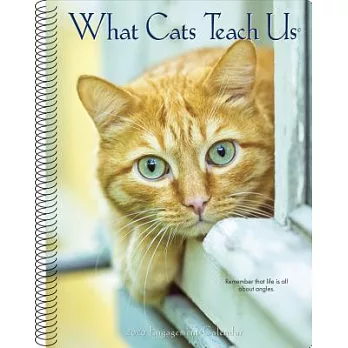 What Cats Teach Us 2020 Calendar