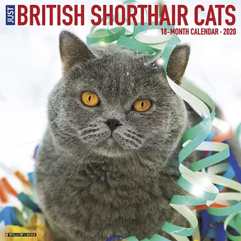 British Shorthair Cats 2020 Calendar