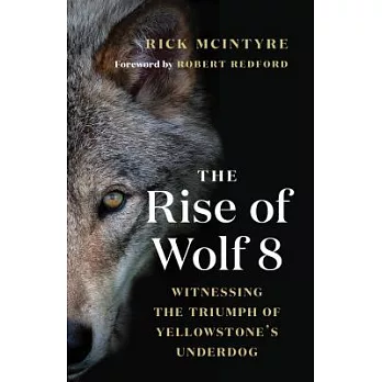 The Rise of Wolf 8: Witnessing the Triumph of Yellowstone’s Underdog