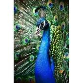 Peacock Lovers 2020 Weekly Monthly Planner: With Agenda & Appointments Calendar Schedule, To Do List, Notes & Gratitude - Peacock Lover Gifts For Men