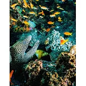 BEAUTIFUL TROPICAL FISH UNDERSEA THEME PRIMARY COMPOSITION DRAW AND WRITE NOTEBOOk: Beautiful Tropical Fish Undersea Theme Primary Composition Noteboo