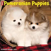 Just Pomeranian Puppies 2024 12 X 12 Wall Calendar
