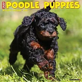 Just Poodle Puppies 2024 12 X 12 Wall Calendar
