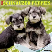 Just Schnauzer Puppies 2024 12 X 12 Wall Calendar