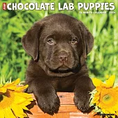 Just Chocolate Lab Puppies 2024 12 X 12 Wall Calendar